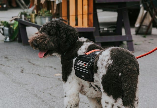 A service dog with a work vest on.